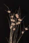 Sandy field hairsedge